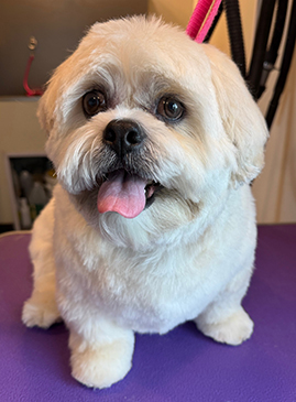 lhasa